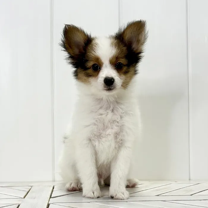 Male Papillon puppy named Charming for sale at Summit Zoo.