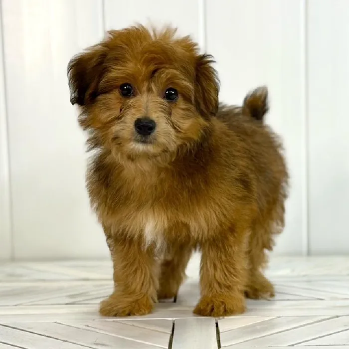 Male Pom-A-Poo puppy named Oakley for sale at Summit Zoo.
