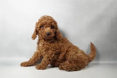 Female Hybrid puppy for sale at Summit Zoo.
