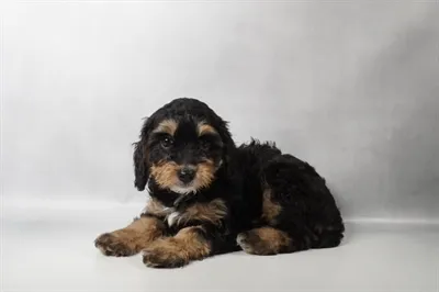 Male Cavapoo puppy named Charles for sale at Summit Zoo.