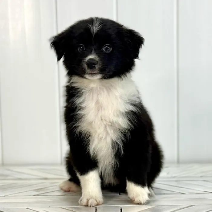 Female Mini Austrailian Shepard puppy named Magnolia for sale at Summit Zoo.