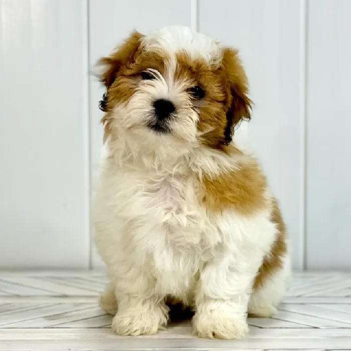 Male La-Chon puppy named Cedar for sale at Summit Zoo.