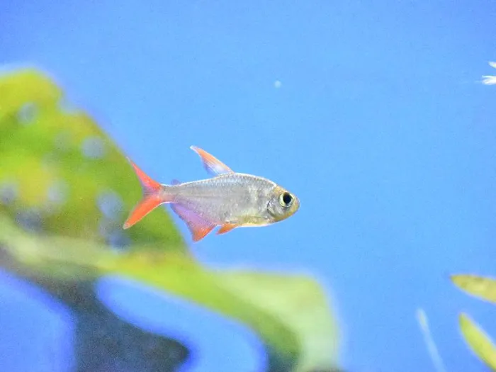 Unknown Tetras freshwater fish for sale at Summit Zoo.