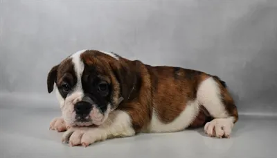 Female English Bulldog puppy named Cinnamon for sale at Summit Zoo.