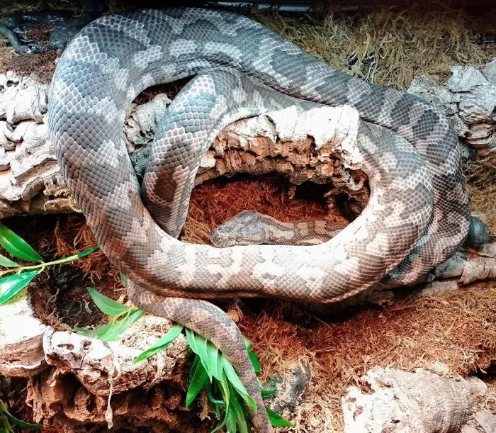 Male Axanthic Coastal Carpet Python reptile for sale at Summit Zoo.