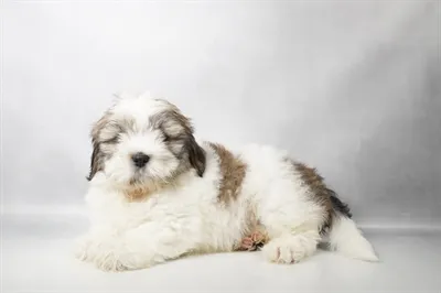 Male Lhasa Apso puppy named Jameson for sale at Summit Zoo.
