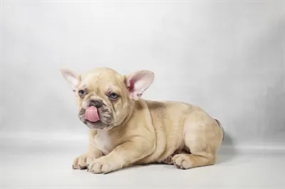 Female French Bulldog puppy for sale at Summit Zoo.