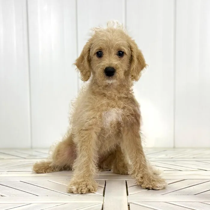 Female Mini Goldendoodle puppy named Odessa for sale at Summit Zoo.