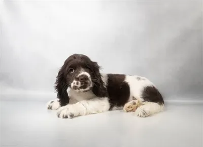 Male Cocker Spaniel puppy named Otter for sale at Summit Zoo.