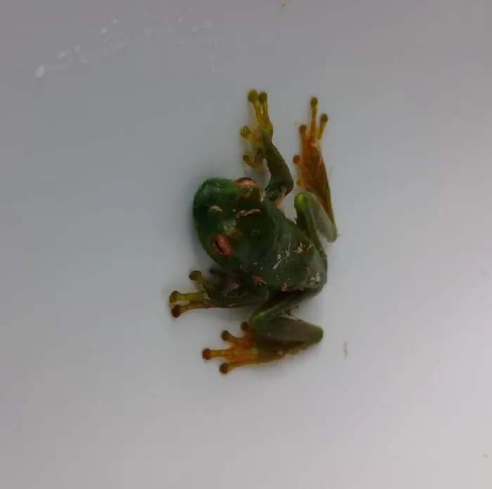 Unknown Ankafana Bright-Eyed Frog amphibian for sale at Summit Zoo.
