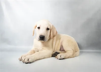 Male Labrador Retriever puppy named Kc for sale at Summit Zoo.