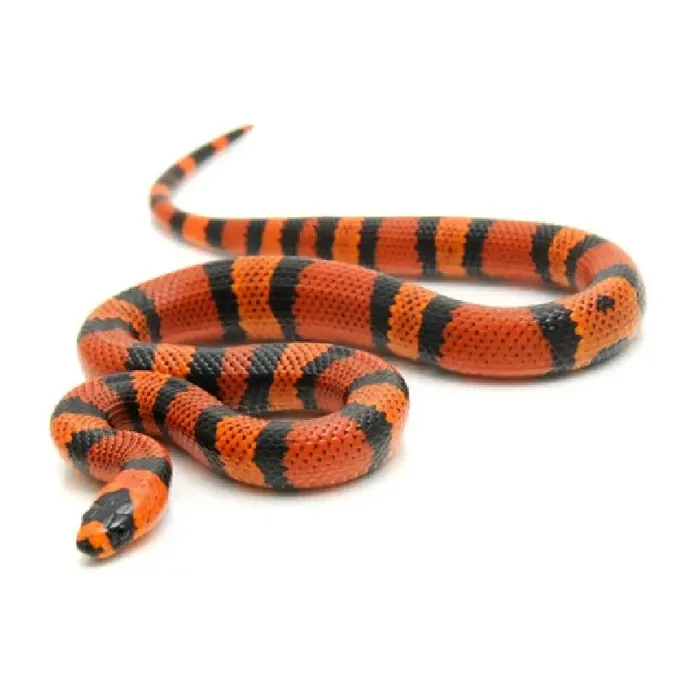 Unknown Tangerine Honduran Milksnake reptile for sale at Summit Zoo.