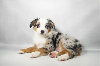 Male Miniature American Shepherd puppy for sale at Summit Zoo.