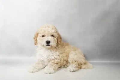Female Bichon-Poodle puppy named Madison for sale at Summit Zoo.