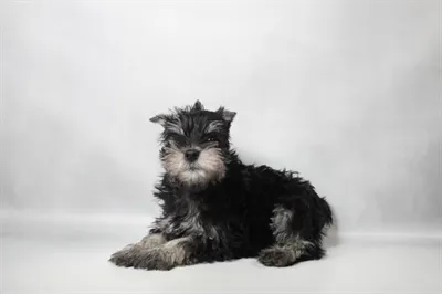 Female Mini Schnauzer puppy for sale at Summit Zoo.