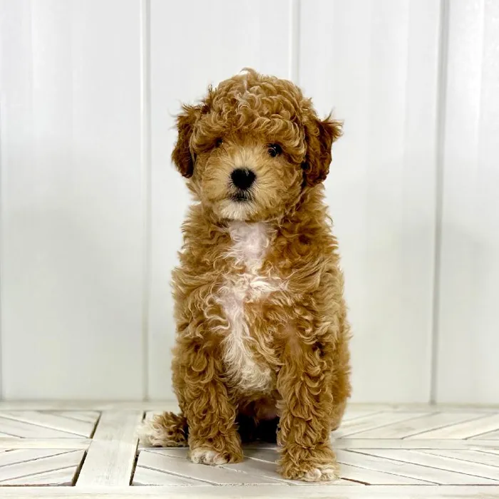 Male Bichon-Poodle puppy named Fallon for sale at Summit Zoo.