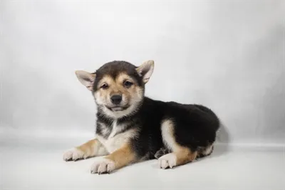 Female Shiba Inu puppy for sale at Summit Zoo.