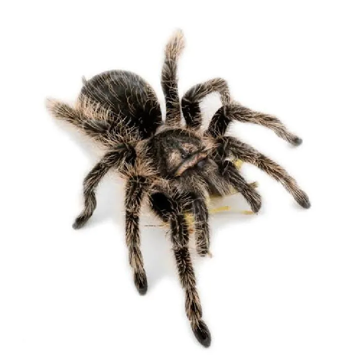 Unknown Curly Hair Tarantula reptile for sale at Summit Zoo.