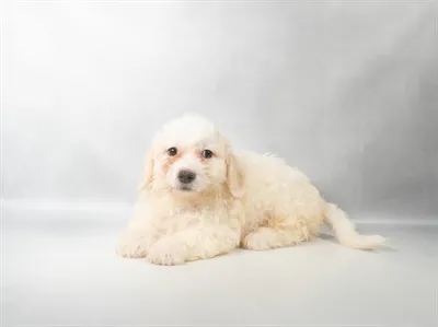 Female Teddy Bear puppy named Rolla for sale at Summit Zoo.