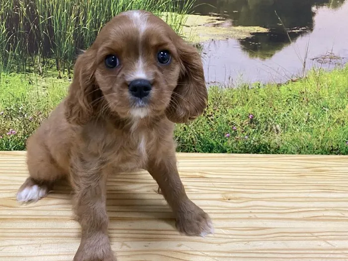 Female Cavalier King Charles Spaniel puppy named Pumpkin for sale at Summit Zoo.