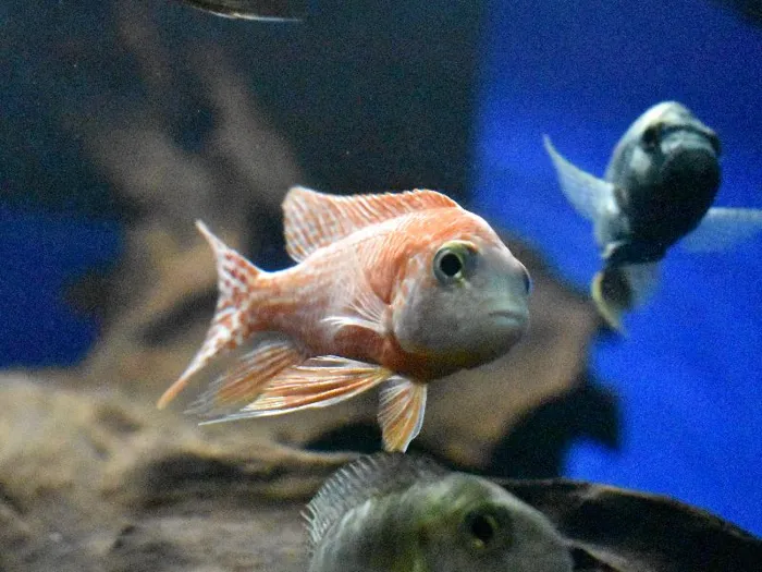Unknown African Cichlid freshwater fish for sale at Summit Zoo.