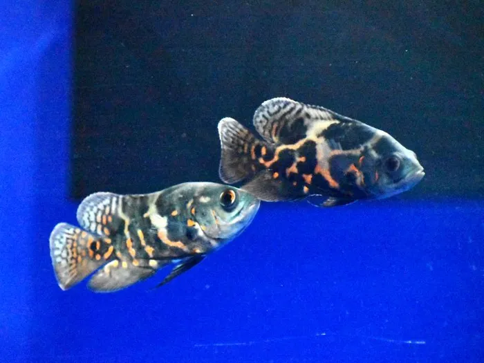 Unknown South American Cichlid freshwater fish for sale at Summit Zoo.