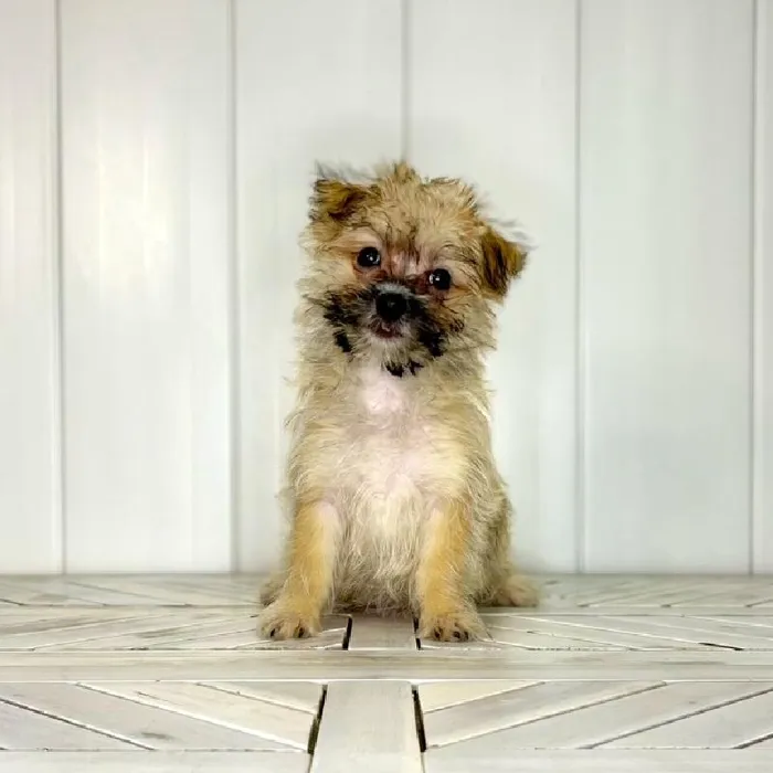 Female Silktese puppy named Black Widow for sale at Summit Zoo.