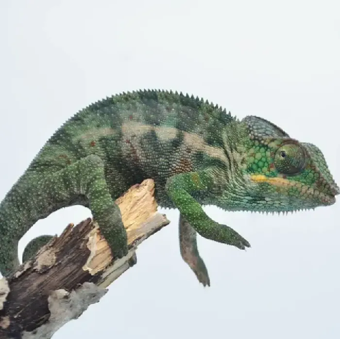 Male Panther Chameleon reptile for sale at Summit Zoo.
