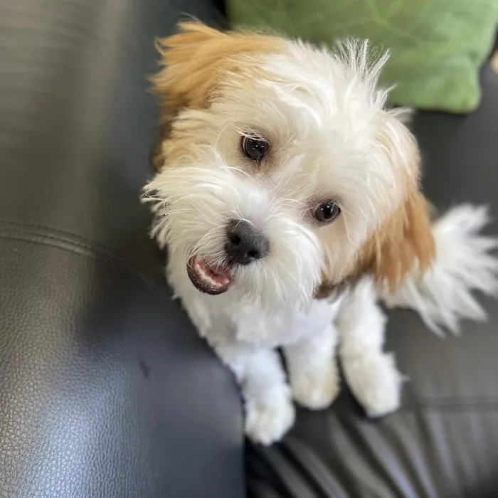 Male La-Chon puppy named Cedar for sale at Summit Zoo.