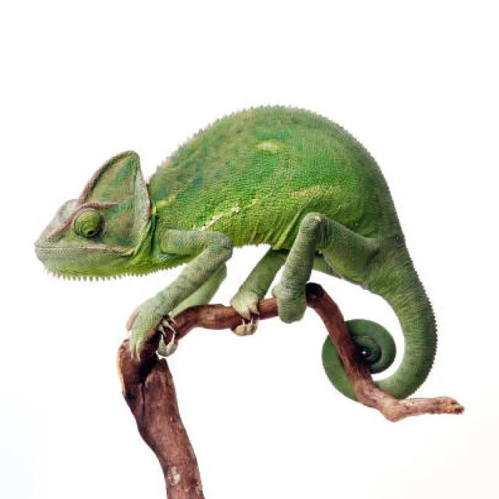 Male Veiled Chameleon reptile for sale at Summit Zoo.