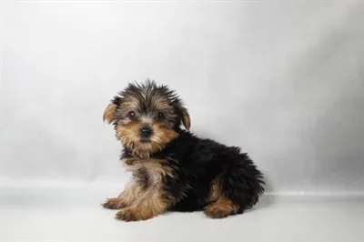 Female Yorkie puppy for sale at Summit Zoo.