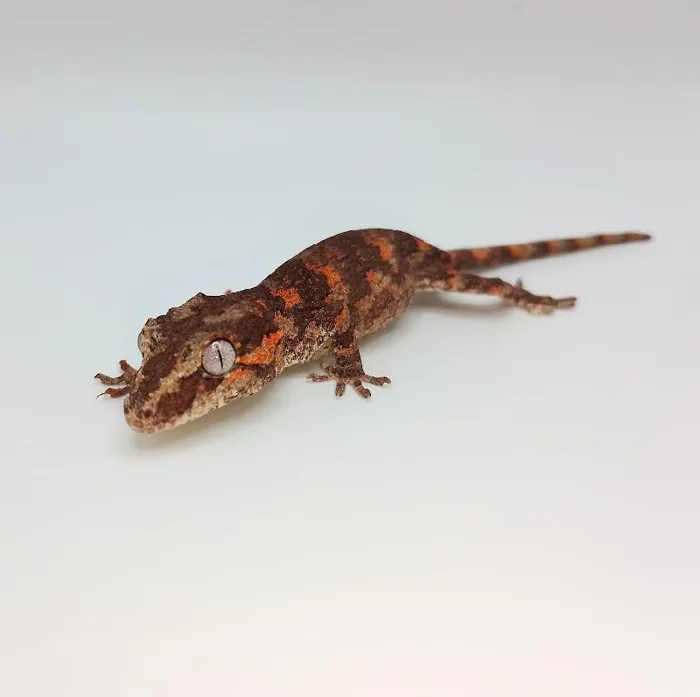Male Gargoyle Gecko reptile for sale at Summit Zoo.