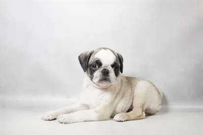 Male Pug puppy for sale at Summit Zoo.