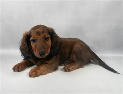 Male Dachshund puppy named Rusty for sale at Summit Zoo.