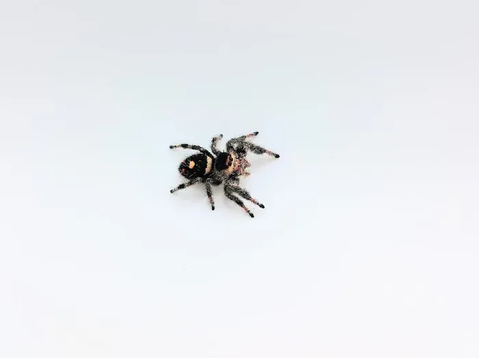 Unknown Regal Jumping Spider reptile named Noel for sale at Summit Zoo.