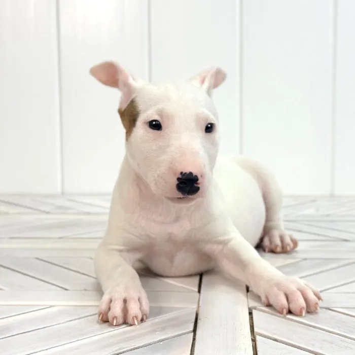 Female Bull Terrier puppy named Bullseye for sale at Summit Zoo.