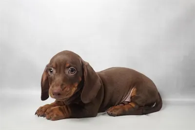 Male Dachshund puppy named Aster for sale at Summit Zoo.