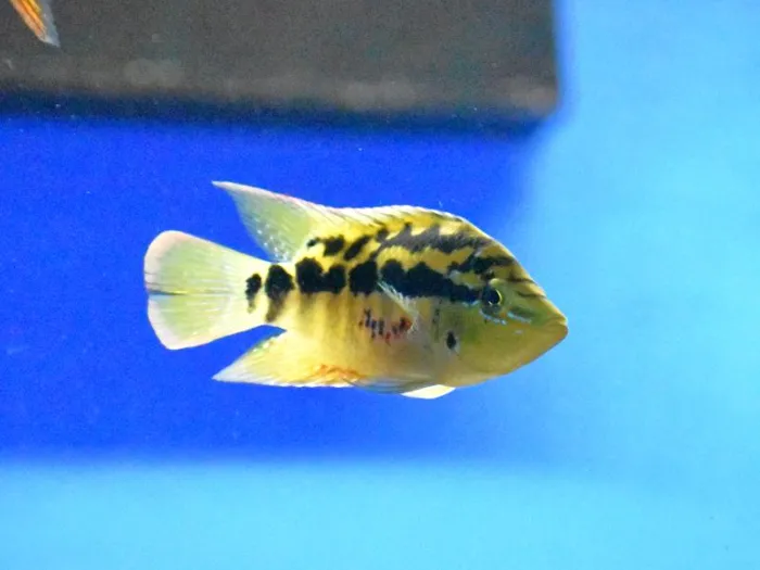 Unknown South American Cichlid freshwater fish for sale at Summit Zoo.