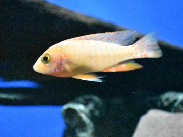 Unknown African Cichlid freshwater fish for sale at Summit Zoo.