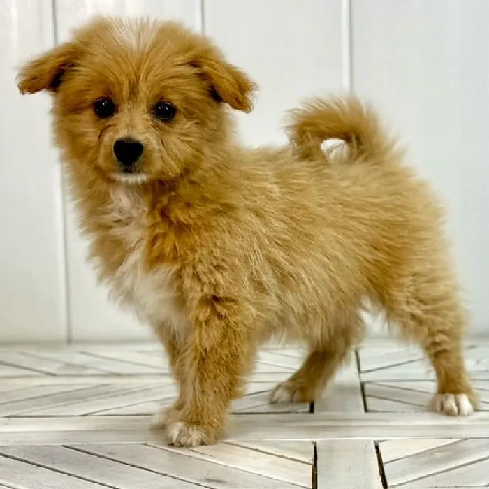 Female Pom-A-Poo puppy named Aspen for sale at Summit Zoo.