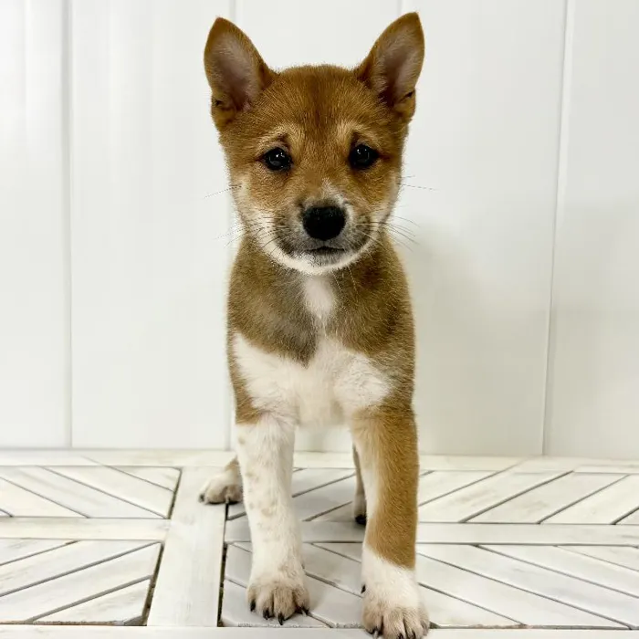 Male Shiba Inu puppy named Pluto for sale at Summit Zoo.