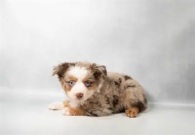 Male Toy Australian Shepherd puppy named Goose for sale at Summit Zoo.