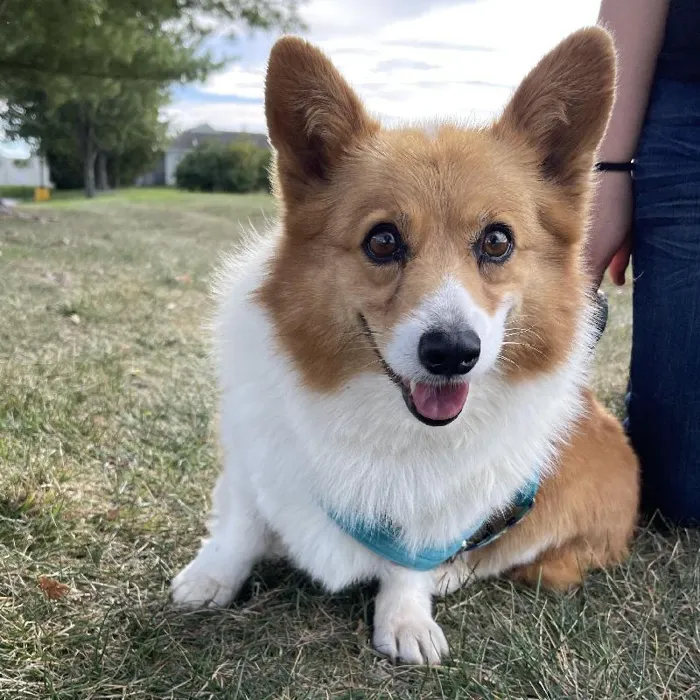 Female Pembroke Welch Corgi Adoption adoption dog named Kimber for sale at Summit Zoo.