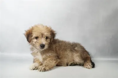 Male Morkie puppy named Blue for sale at Summit Zoo.
