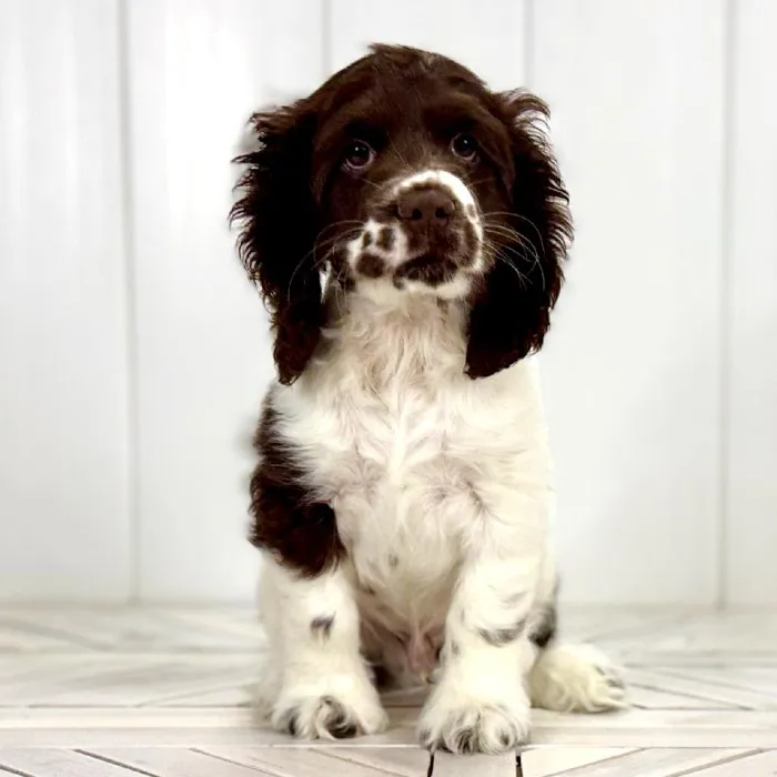 Male Cocker Spaniel puppy named Otter for sale at Summit Zoo.