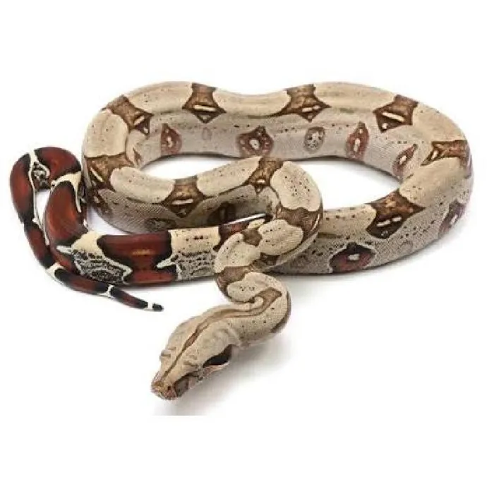 Unknown Cbb Red Tail Boa reptile for sale at Summit Zoo.