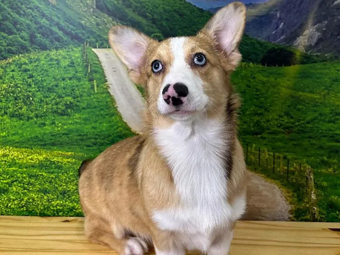 Male Auggie puppy named Chief for sale at Summit Zoo.