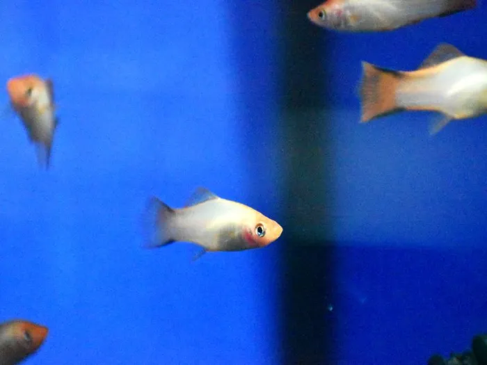 Unknown Breeders freshwater fish for sale at Summit Zoo.