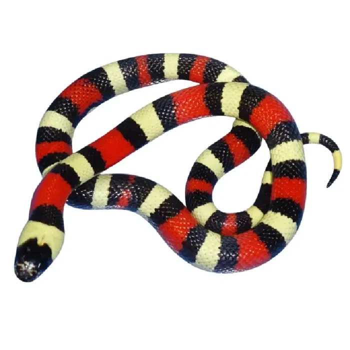 Unknown Pueblan Milksnake reptile for sale at Summit Zoo.